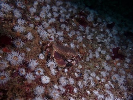 Cancer pagurus, Peter Bardsley