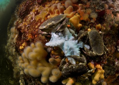 Cancer pagurus, Peter Bardsley