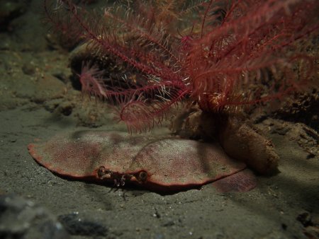 Cancer pagurus, Peter Bardsley