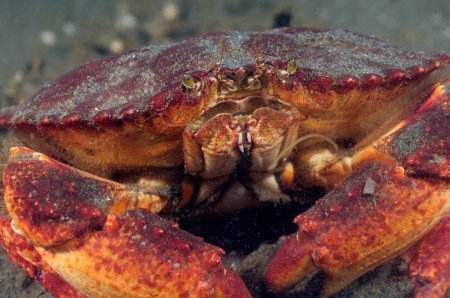 Cancer productus, Kevin Lee diverkevin@gmail.com