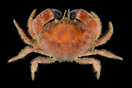 Glebocarcinus oregonensis, Gustav Paulay // Arthur Anker Florida Museum of natural history