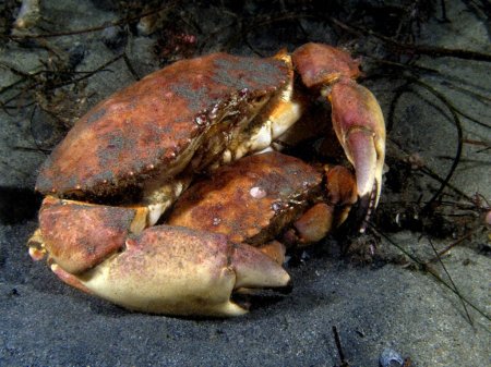 Metacarcinus anthonyi, Kevin Lee diverkevin@gmail.com