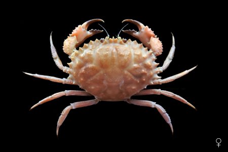 Romaleon nadaense, Ondřej Radosta