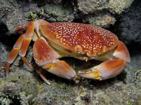 Carpilius corallinus, Mickey Charteris