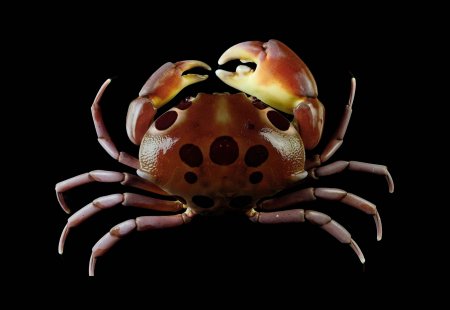 Carpilius maculatus, Ling-Kuang Tseng