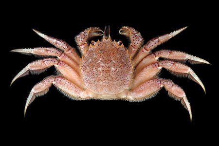 Erimacrus isenbeckii, 大土直哉 Naoya Ohtsuchi