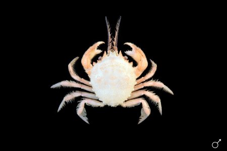 Gomeza bicornis, Ondřej Radosta