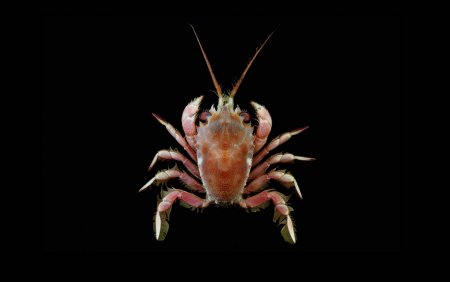 Jonas distinctus, Ling-Kuang Tseng