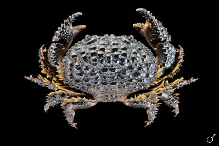 Daira perlata, Ondřej Radosta