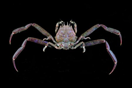 Heikeopsis japonica, Tin-Yam Chan National Taiwan Ocean University