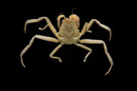 Neodorippe callida, Mos Nattapat