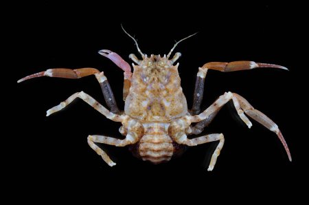 Ethusa pintada, Tin-Yam Chan Museum national  d’Histoire naturelle