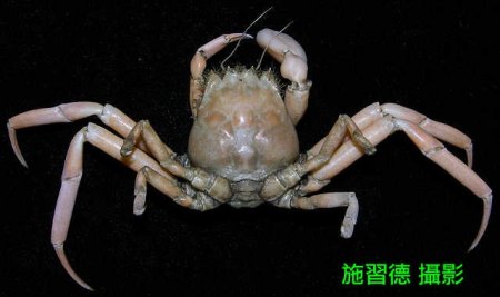 Ethusa sexdentata, Hsi-Te Shih