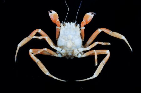 Ethusa zurstrasseni, Tin-Yam Chan Museum national  d’Histoire naturelle