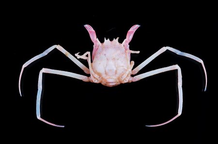 Ethusina longipes, Tin-Yam Chan Museum national  d’Histoire naturelle