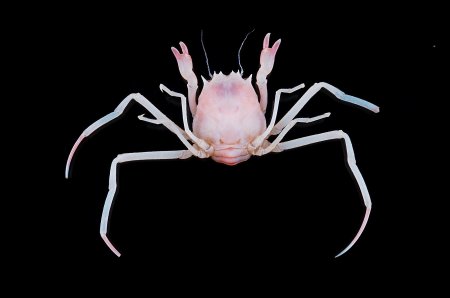 Ethusina somalica, Tin-Yam Chan Museum national  d’Histoire naturelle