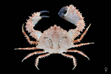 Dairoides kusei, Ondřej Radosta