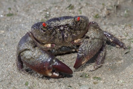 Eriphia ferox, Marcus Ng/Budak