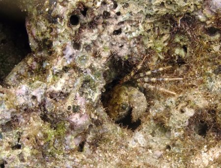 Eriphia scabricula, Patrick Randall