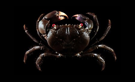 Eriphia sebana, Ling-Kuang Tseng