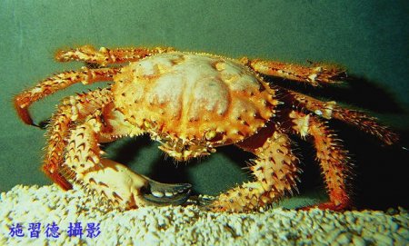 Hypothalassia armata, Hsi-Te Shih