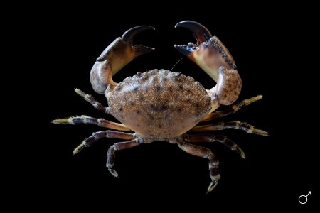 Menippe mercenaria, Ondřej Radosta