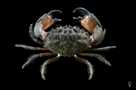 Myomenippe hardwickii, Ondřej Radosta