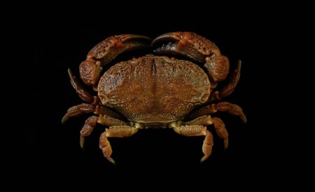 Epixanthus corrosus, Ling-Kuang Tseng