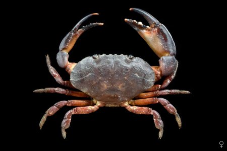 Epixanthus frontalis, Ondřej Radosta