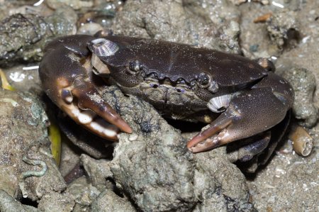Ozius guttatus, Marcus Ng/Budak