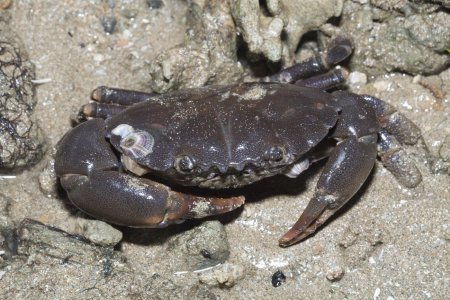 Ozius guttatus, Marcus Ng/Budak