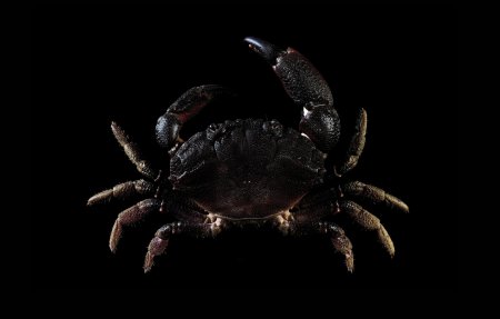 Ozius rugulosus, Ling-Kuang Tseng