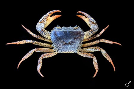 Parathelphusa pantherina, Ondřej Radosta