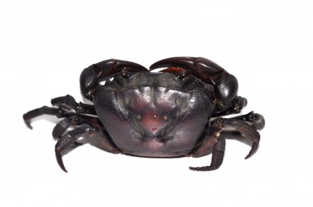 Sayamia bangkokensis, Paul Ng