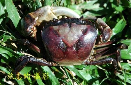 Sayamia germaini, Hsi-Te Shih