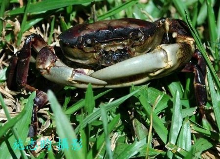 Sayamia germaini, Hsi-Te Shih