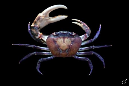 Sayamia melanodactylus, Ondřej Radosta