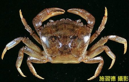 Somanniathelphusa taiwanensis, Hsi-Te Shih