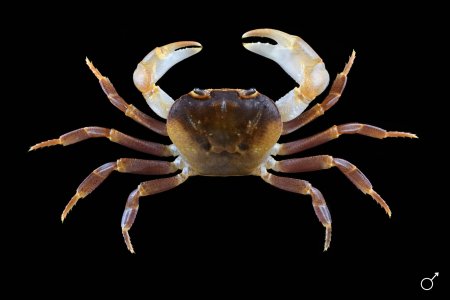 Terrathelphusa kuhli, Ondřej Radosta