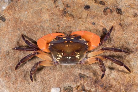 Thaksinthelphusa yongchindaratae, Paul Ng