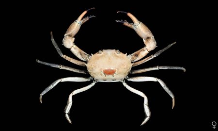 Carcinoplax indica, Ondřej Radosta