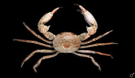 Carcinoplax spinosissima, Ondřej Radosta