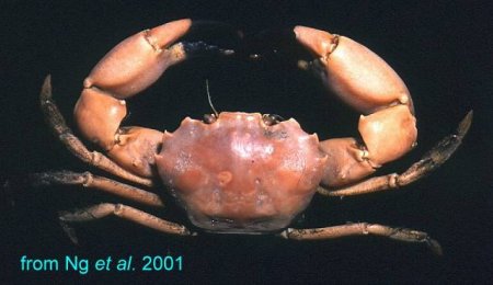 Carcinoplax tomentosa, Hsi-Te Shih