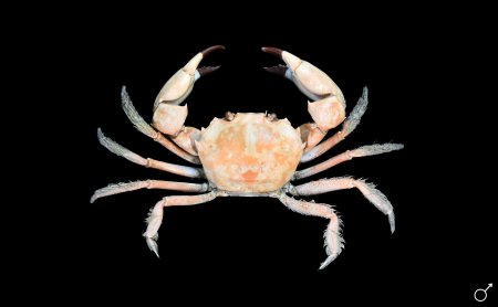 Carcinoplax tomentosa, Ondřej Radosta