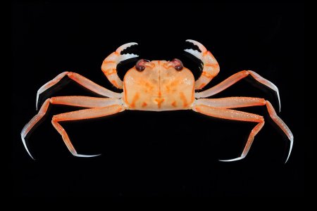 Hexaplax aurantium, Tin-Yam Chan Museum national d’Histoire naturelle