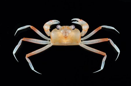 Hexaplax megalops, Tin-Yam Chan Museum national d’Histoire naturelle