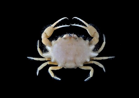 Iphiculus spongiosus, Arthur Anker