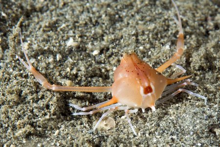 Arcania gracilis, Andrey Ryanskiy