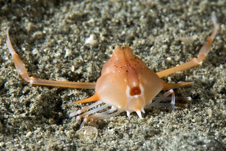 Arcania gracilis, Andrey Ryanskiy