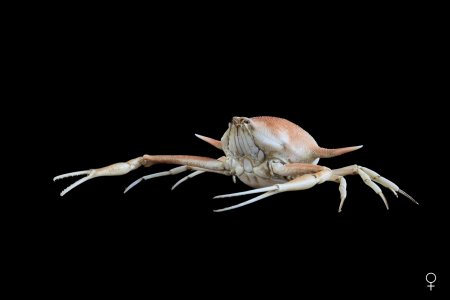 Arcania heptacantha, Ondřej Radosta